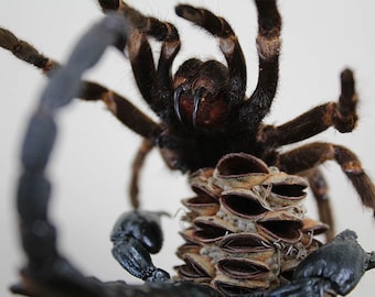 Tarántula vs Escorpión en una Cúpula Decoración del Hogar Arte de Taxidermia Real Decoración de Muebles para el Hogar Hermosa Decoración Colmillos Aguijón Veneno de Araña