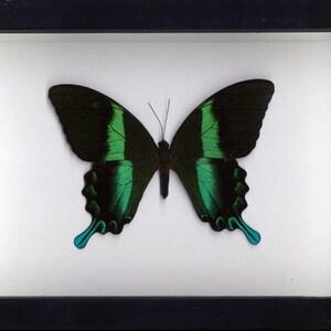 May include: A framed butterfly specimen with black and green wings and turquoise accents. The butterfly is mounted on a white background.