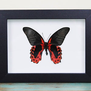 May include: A framed black and red butterfly with white spots on its wings.
