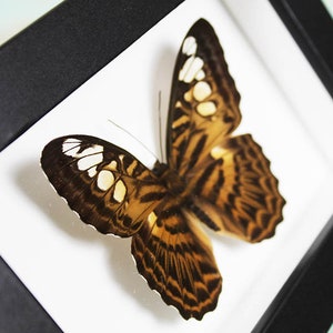 Clipper Butterfly in een frame