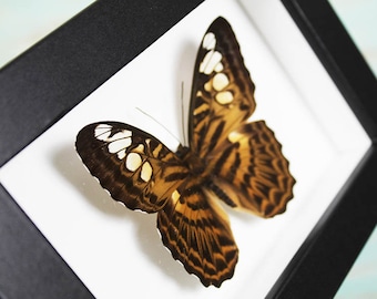 Clipper Butterfly in a Frame