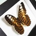 Clipper Butterfly in a Frame