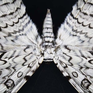 May include: A moth with white, fuzzy wings featuring intricate black, wavy, and zigzag patterns. The central body is covered in dense, light-coloured fur, and the wings are spread wide, displaying a symmetrical design against a dark background.