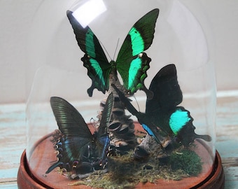 Green Trio Butterflies in a dome