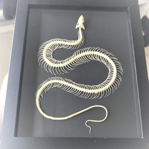 Painted Bronzeback Snake, Dendrelaphis pictus Snake Skeleton in a Frame