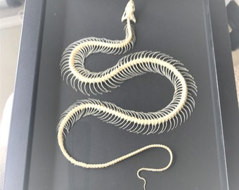 Serpent à dos de bronze peint, squelette de serpent Dendrelaphis pictus dans un cadre