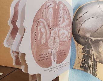 Vintage Human Head - Inside & Out - Die Cut Signboard Wall Hanging - Photographic Sample (V-F)