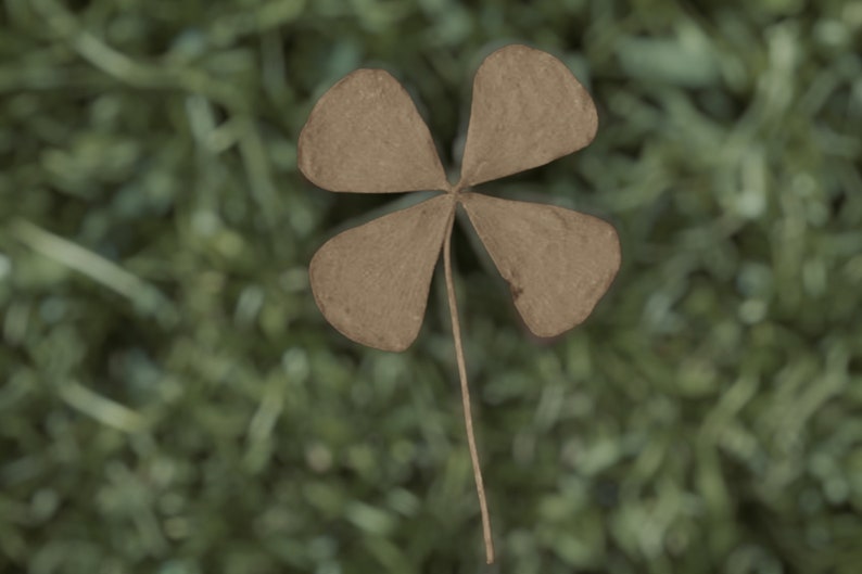 3 NATURAL Four Leaf Clovers UN-DYED Natural Dried & Pressed 4-Leaf Clovers St Patricks Day Good Luck Ireland Irish Dr-019 image 1