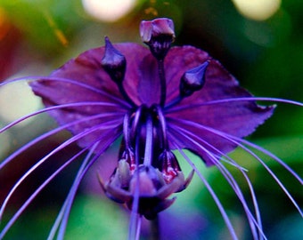 Bat Flower Photograph 8x12 - Black or White Bat Flower