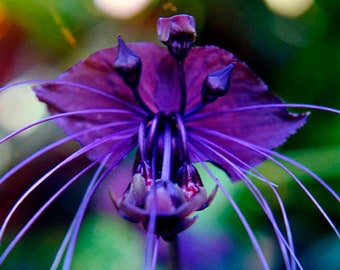 Black or White Bat Flower Fine Art Photo Greeting Card - Exotic Flower - Blank Note Card