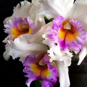 White Cattleya Orchid Greeting Card - Hawaii Fine Art Photography