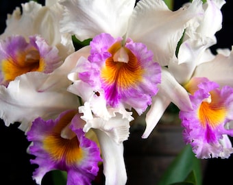 White Cattleya Orchid Greeting Card - Hawaii Fine Art Photography