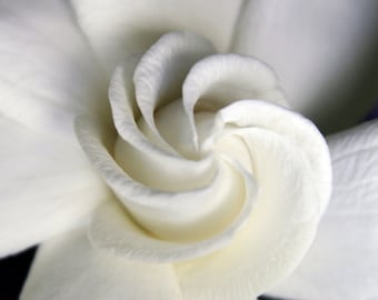 White Gardenia Flower - Fine Art Hawaiian Photography - 5x7 Photo Matted to fit an 8x10  Frame