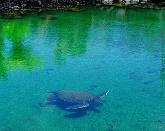 Sea Turtle Fine Art Photography - Champagne Pond Big Island Hawaii - Tide Pool with Hawaiian Honu