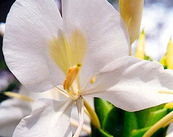 White Ginger Photo Greeting Card - Fine Art Flower Photography - Blank Notecard