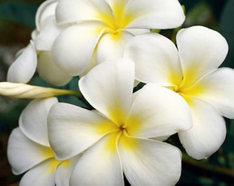 White Plumeria Flower - Fine Art Nature Photography - Hawaiian Art - Plumeria Flowers