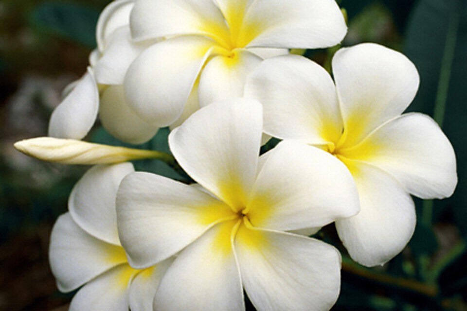 White Plumeria Flower Photography Fine Art Photography - Etsy