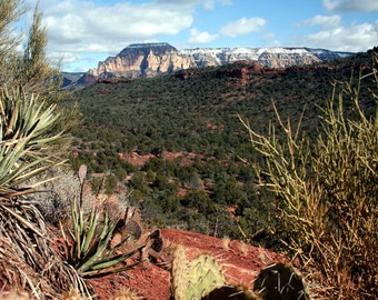 Sedona Desert Landscape Photography - Cactus & Red Earth - Winter Mountain in the  Southwest