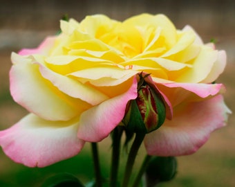 Yellow and Pink Rose Photo - Fine Art Flower Photography by Sue Kohler