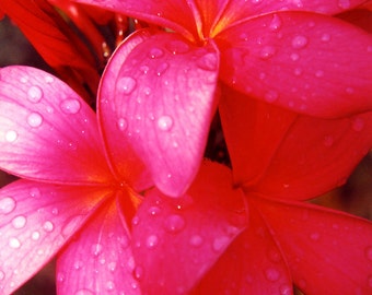 Red Plumeria in the Hawaiian Rain - Handmade Note Card