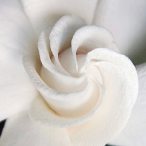 White Gardenia Photo Greeting Card - Exotic Tropical Wedding Card