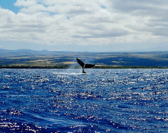 Humpback Whale Photo Greeting Card - Fine Art Photography - Kona Coast, Hawaii, Big Island - Ocean Nature Photography by Sue Kohler
