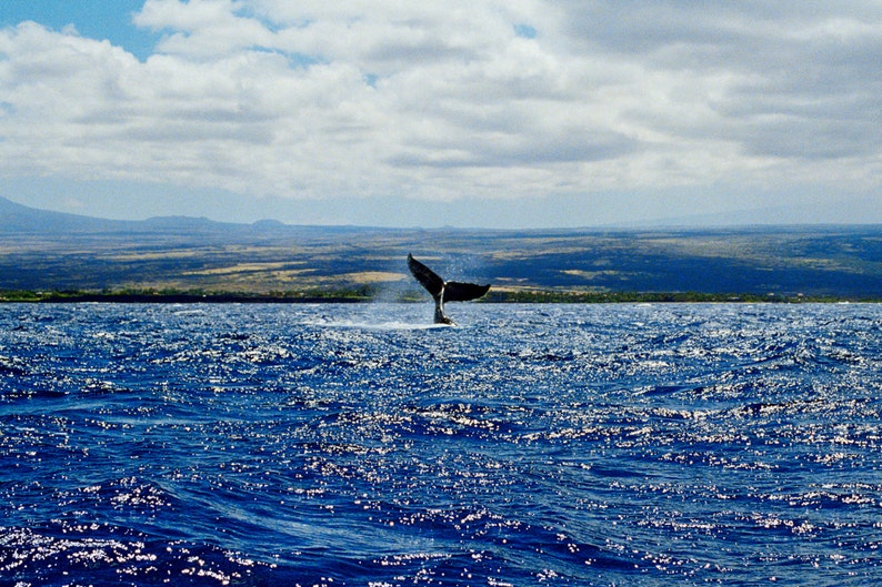 Humpback Whale Kona Coast, Hawaii Fine Art Whale Photography image 1