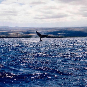 Humpback Whale - Kona Coast, Hawaii - Fine Art Whale Photography