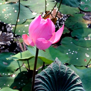 Pink Lotus Flower Photograph: Bali Water Lily Fine Art Print