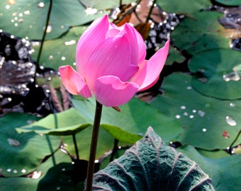 Pink Lotus Flower Photograph: Bali Water Lily Fine Art Print