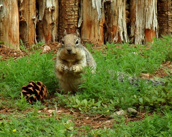 Squirrel with Pine Cone - Photo Greeting Card - Nature Photography Fine Art - Blank Card - Handmade Photo Card -  Forest Wildlife Notecard