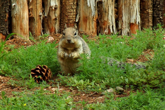 Handmade Wildlife Greetings Card - Squirrel Handmade Wildlife Greetings Card - Squirrel