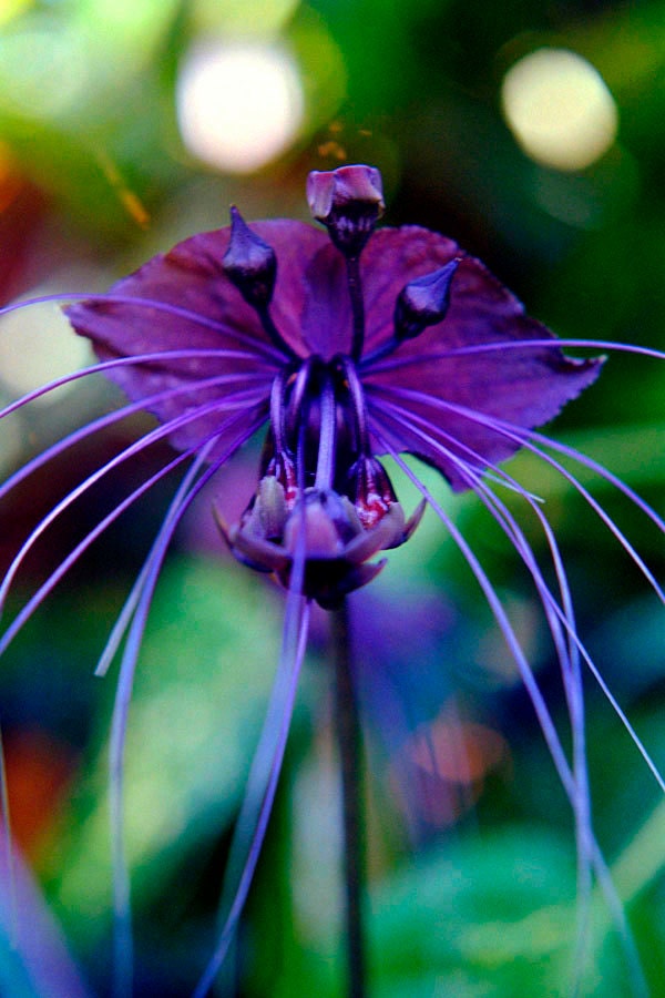 black bat flower fine art photo greeting card exotic etsy