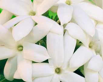 Pikake Hawaiian Lei Flower Photograph