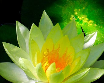 Golden Lotus Photo Greeting Card - Yellow Lotus Flower in Pond