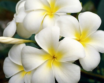 White Plumeria Photo Greeting Card Flower Photography