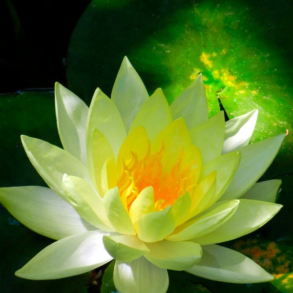 Yellow Lotus Flower Fine Art Photography - Water Lily in Pond - Nature Photography - Spiritual Radiant Light Zen Art - Gift for Her or Him