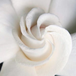 White Gardenia Flower - Fine Art Hawaiian Photography - 5x7 Photo Matted to fit an 8x10  Frame