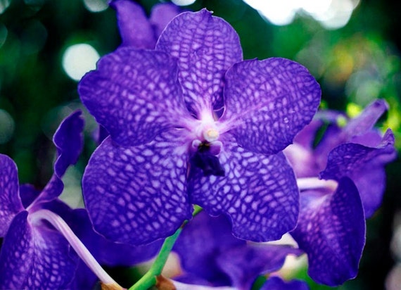 Orchidée Vanda bleu Fine Art Photo carte de voeux fleurs - Etsy France