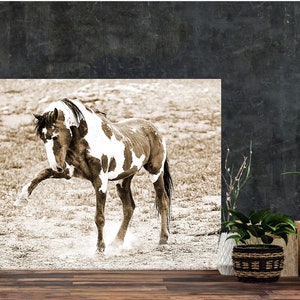 Wild Horse Pinto Stallion Picasso Gallery Wrap Canvas Wall Art Photo