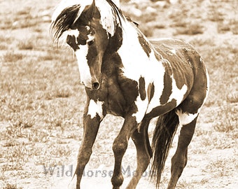 Wild Horse Paint Stallion Picasso Art Photo Digital Download