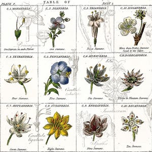 May include: A vintage botanical illustration depicting different types of flowers with varying numbers of stamens. The illustration is divided into ten sections, each labeled with a class and number of stamens, such as "C.1. Monandria" and "C.2. Diandria".