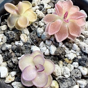 Set of 3 SMALL Pinguicula (Butterwort) | Fungus Gnat Catcher | Live Carnivorous Plant