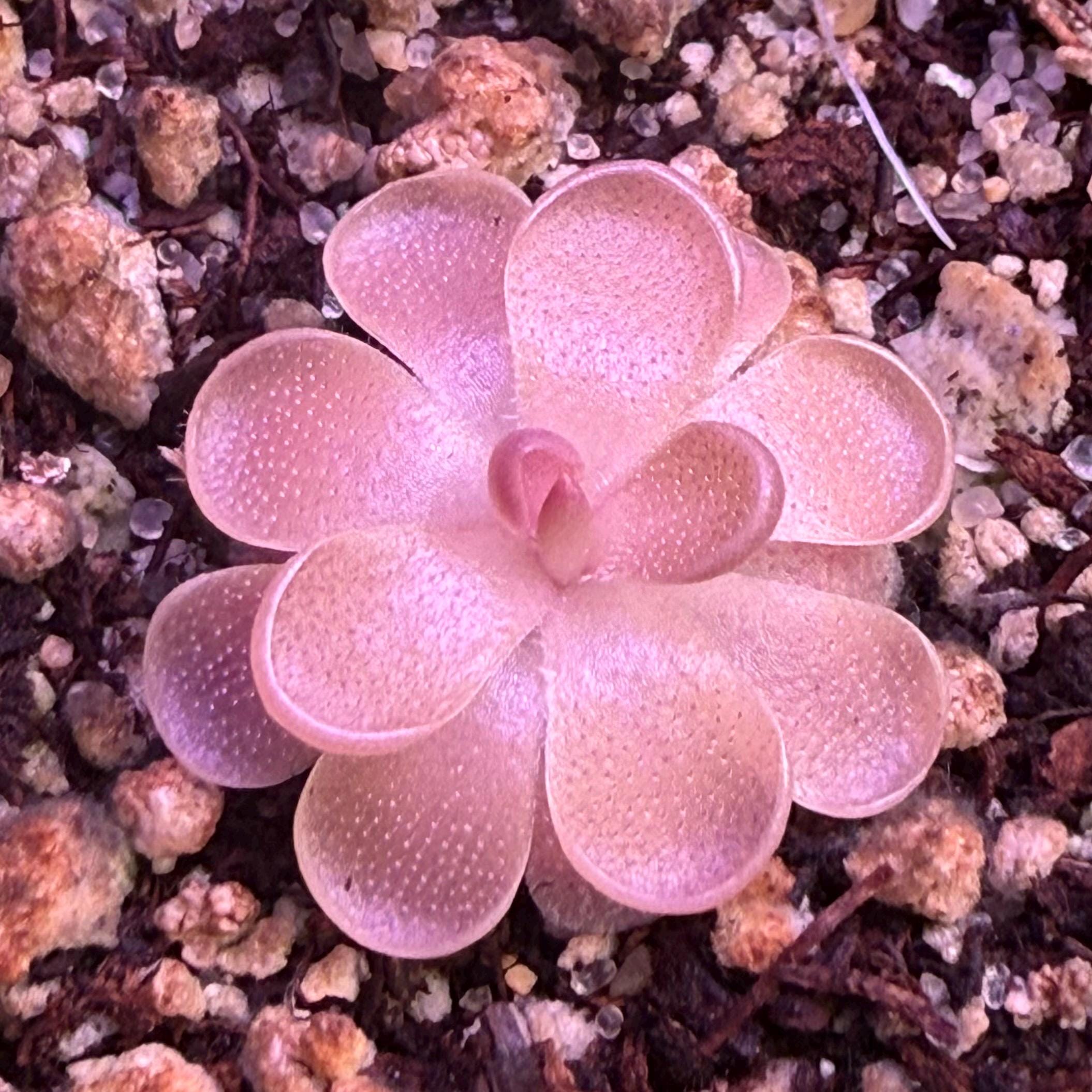 Pinguicula Ehlersiae x Mesophytica | Fungus Gnat Catcher | Live Carnivorous Plant (Butterwort)