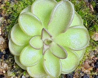 Pinguicula Emarginata x Cyclosecta | Fungus Gnat Catcher | Live Carnivorous Plant (Butterwort)
