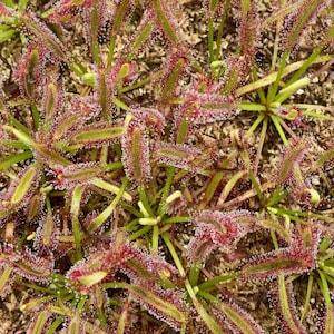 Drosera Capensis &quot;Pink Flower&quot; Sundew Seeds | Carnivorous Plant | Cape Sundew | 50+ Seed Count
