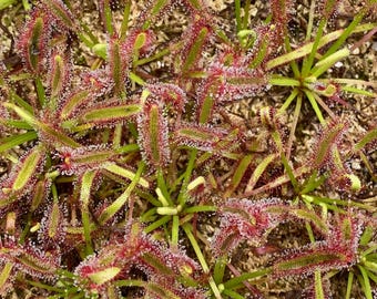 Drosera Capensis &quot;Pink Flower&quot; Sundew Seeds | Carnivorous Plant | Cape Sundew | 50+ Seed Count