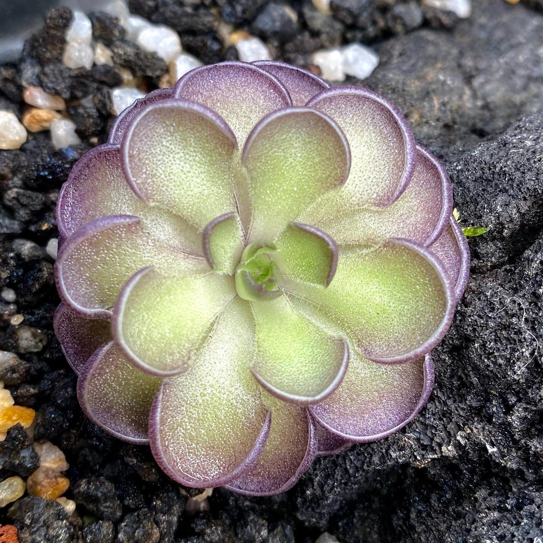 Pinguicula Cyclosecta Fungus Gnat Catcher Live Carnivorous Plant