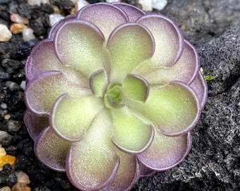 Pinguicula Cyclosecta | Fungus Gnat Catcher | Live Carnivorous Plant (Butterwort)