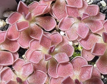 Maxsea 16-16-16 Carnivorous Plant Water-Soluble Fertilizer/Food (Makes 12  Gallons) - Etsy.de